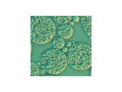 想買優質低血清細胞培養基，就來賽