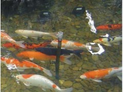 西安市庭院景觀魚池水凈化 過濾 增